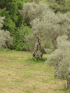 Olive Tree (Olea europaea)