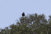 Yellow-billed Kite ssp. parasitus (Milvus aegyptius parasitus)