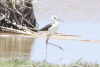 Black-winged Stilt (Himantopus himantopus)