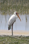 Yellow-billed Stork (Mycteria ibis)