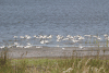 Pied Avocet (Recurvirostra avosetta)