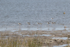 Black-winged Stilt (Himantopus himantopus)