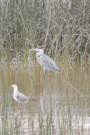 Western Grey Heron (Ardea cinerea cinerea)