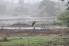 Marabou Stork (Leptoptilos crumenifer)