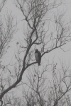 Martial Eagle (Polemaetus bellicosus)