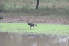 Southern Spur-winged Goose (Plectropterus gambensis niger)