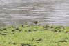 African Jacana (Actophilornis africanus)