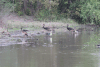 Southern Spur-winged Goose (Plectropterus gambensis niger)