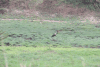 Saddle-billed Stork (Ephippiorhynchus senegalensis)