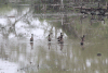 White-faced Whistling Duck (Dendrocygna viduata)