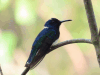 White-necked Jacobin (Florisuga mellivora)