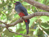 Slaty-tailed Trogon (Trogon massena)