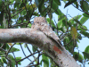 Great Potoo (Nyctibius grandis)