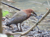 Rufescent Tiger Heron (Tigrisoma lineatum)