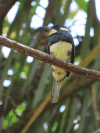 Black-breasted Puffbird (Notharchus pectoralis)