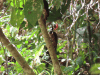 Crimson-crested Woodpecker (Campephilus melanoleucos)