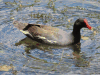 Common Gallinule (Gallinula galeata)