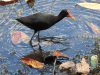 Wattled Jacana (Jacana jacana)