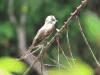 Tropical Kingbird (Tyrannus melancholicus)