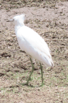 Egretta caerulea