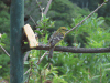 Flame-colored Tanager (Piranga bidentata)