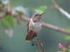 Scintillant Hummingbird (Selasphorus scintilla)