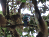 Resplendent Quetzal (Pharomachrus mocinno)