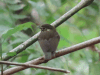 White-throated Spadebill (Platyrinchus mystaceus)