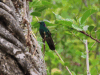 Lesser Violetear (Colibri cyanotus)