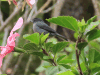 Slaty Flowerpiercer (Diglossa plumbea)