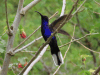 Violet Sabrewing (Campylopterus hemileucurus)