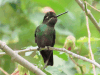 Talamanca Hummingbird (Eugenes spectabilis)