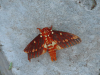 Citheronia volcan