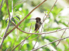 Long-billed Starthroat (Heliomaster longirostris)