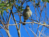 Mountain Elaenia (Elaenia frantzii)