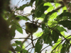 Golden-crowned Warbler (Basileuterus culicivorus)