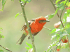 Flame-colored Tanager (Piranga bidentata)