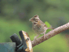 Rufous-collared Sparrow (Zonotrichia capensis)