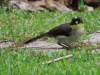 White-naped Brush Finch (Atlapetes albinucha)