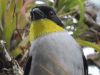 White-naped Brush Finch (Atlapetes albinucha)