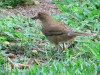 Clay-colored Thrush (Turdus grayi)