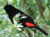 Scarlet-rumped Tanager (Ramphocelus passerinii)