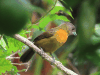 Scarlet-rumped Tanager (Ramphocelus passerinii)