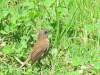 Black-billed Nightingale Thrush (Catharus gracilirostris)