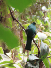 Collared Trogon ssp. aurantiiventris (Trogon collaris aurantiiventris)