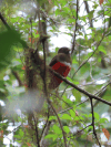 Collared Trogon ssp. aurantiiventris (Trogon collaris aurantiiventris)