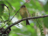 Yellowish Flycatcher (Empidonax flavescens)