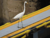 American Great Egret (Ardea alba egretta)