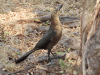 Great-tailed Grackle (Quiscalus mexicanus)