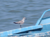 Laughing Gull (Leucophaeus atricilla)